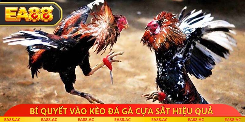 Bí quyết vào kèo đá gà cựa sắt hiệu quả