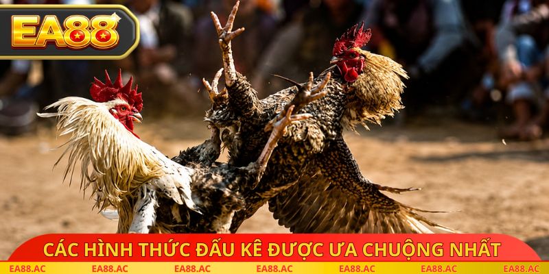Các hình thức đấu kê được ưa chuộng nhất