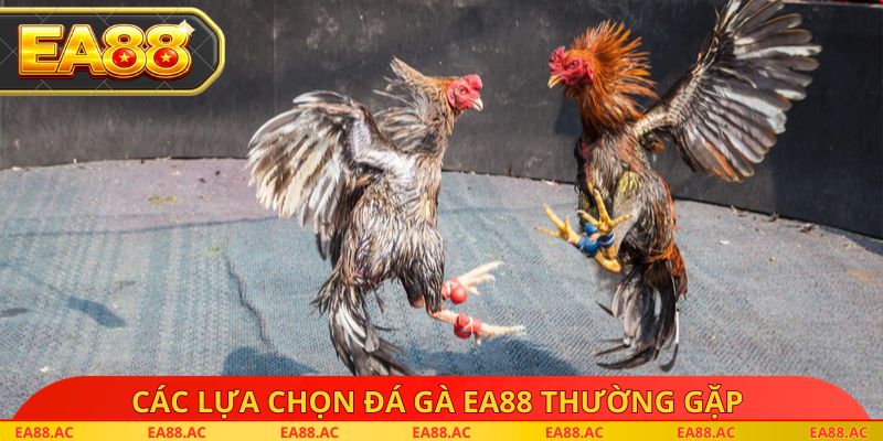 Các lựa chọn đá gà EA88 thường gặp