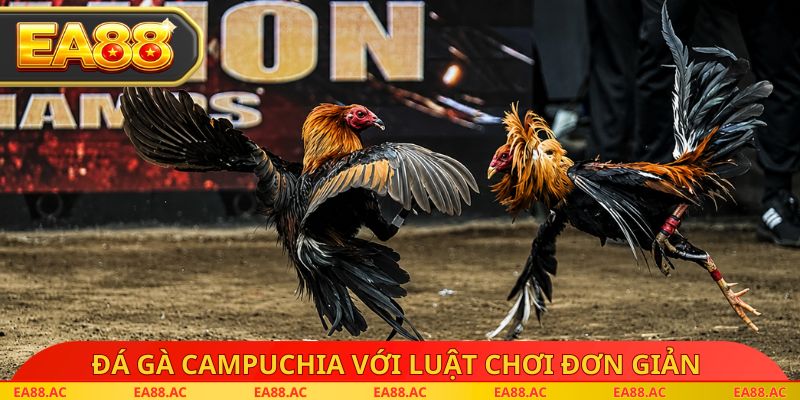 Đá gà campuchia với luật chơi đơn giản