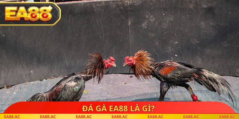 Đá gà EA88 là gì?
