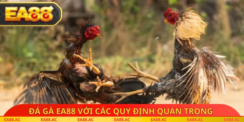Đá gà EA88 với các quy định quan trọng