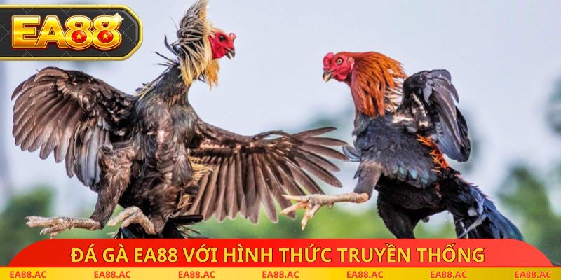Đá gà EA88 với hình thức truyền thống