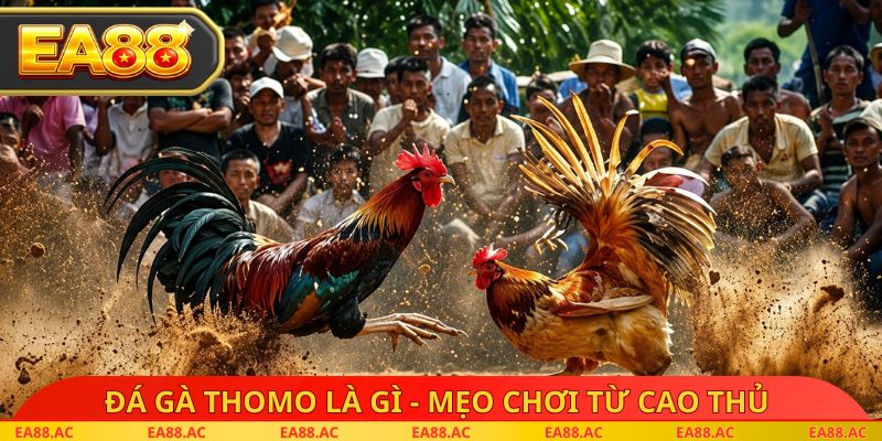 Đá gà thomo là gì - Mẹo chơi từ cao thủ