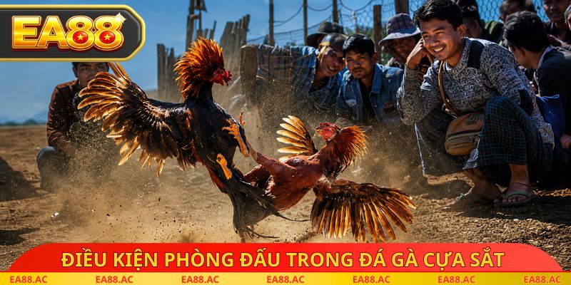 Điều kiện phòng đấu trong đá gà cựa sắt