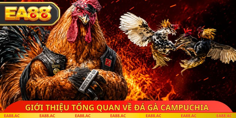 Giới thiệu tổng quan về đá gà campuchia
