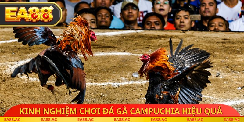 Kinh nghiệm chơi đá gà campuchia hiệu quả