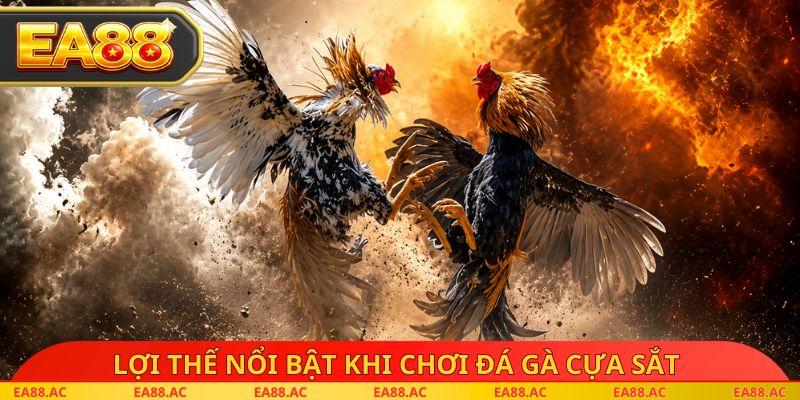 Lợi thế nổi bật khi chơi đá gà cựa sắt