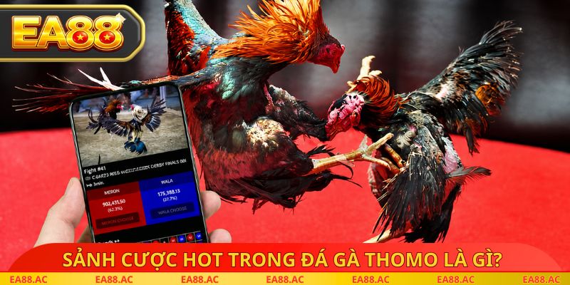 Sảnh cược hot trong đá gà thomo là gì?