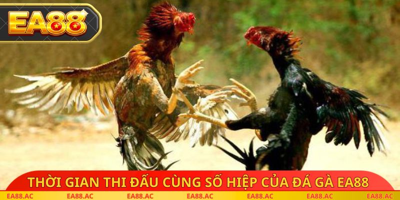 Thời gian thi đấu cùng số hiệp của đá gà EA88