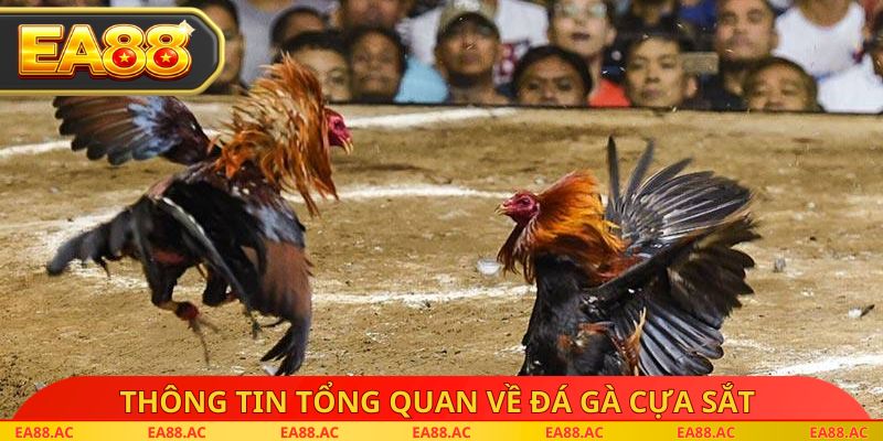 Thông tin tổng quan về đá gà cựa sắt